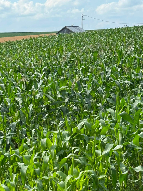 Field of Corn